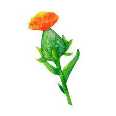 A bright safflower flower with layered orange and yellow petals. This watercolor illustration is great for herbal-themed designs, natural product ads, or floral art collections.