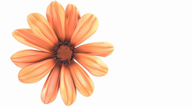 orange marigold flower on white