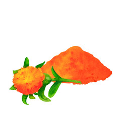 A vibrant pile of safflower petals with a single safflower flower placed beside it. This watercolor illustration is perfect for herbal branding, botanical designs, or natural product packaging.