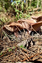 Brown mushroom grass. High quality photo