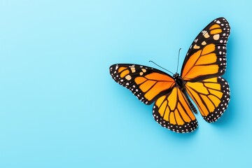 Fototapeta premium A vibrant monarch butterfly resting on a soft blue background.