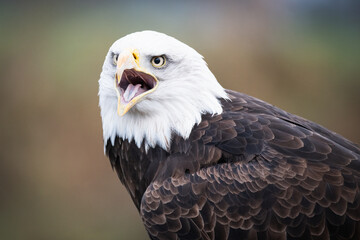 Bald eagle (Haliaeetus leucocephalus) frontal portrait, The Netherlands