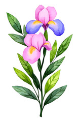 Obraz premium Iris purple blossom watercolor flowers Isolated on white