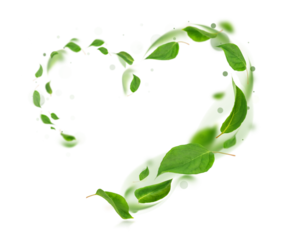 beautiful heart made of fresh green leaves swirling in the wind and standing out against a transparent background