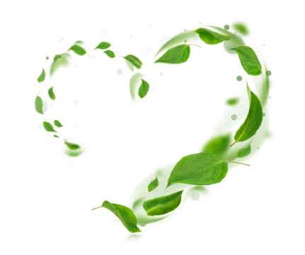 beautiful heart made of fresh green leaves swirling in the wind and standing out against a transparent background