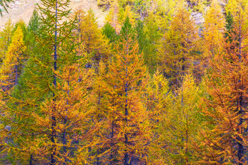  autumnal mountain landscape inside the Alpe Devero, Val D'Ossola, Verbania, Italia