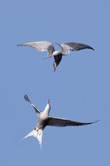 Obraz premium Common tern