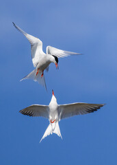Obraz premium Common tern