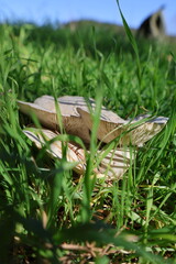 Brown mushroom grass. High quality photo