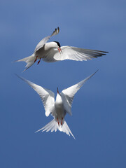 Common tern
