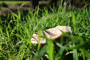Brown mushroom grass. High quality photo