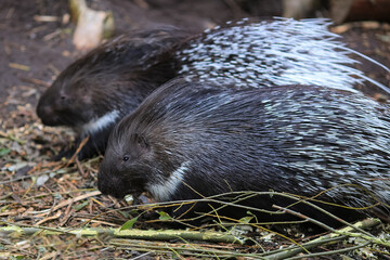 Indian Crested Porcupine ( Hystrix Indica)
