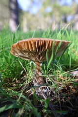 Brown mushroom grass. High quality photo