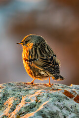 Alpenbraunelle - Prunella collaris - Alpine accentor