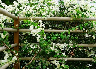 Ogrodzenie metalowe i białe kwiaty © Adam