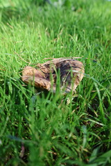 Brown mushroom grass. High quality photo