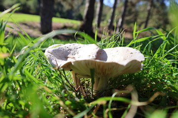 Brown mushroom grass. High quality photo