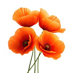 Naklejka premium Vibrant orange poppies elegantly arranged with delicate petals and slender stems, showcasing nature's beauty.
