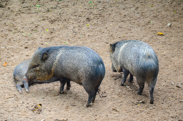 Group of Collared Peccary walking around a zoo