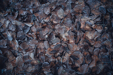 Frosty leaves on the ground, Belgium