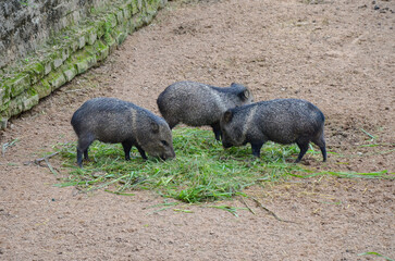Group of Collared Peccary eating grass in zoo