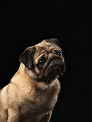 Obraz premium A mopey-looking pug sits with a melancholic expression, captured under soft lighting on a black background. The texture of its fur and characteristic wrinkles add charm and personality.