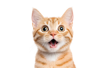 Ginger cat with excited wow face against white background