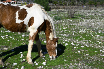 horses grazing in nature, in the pasture