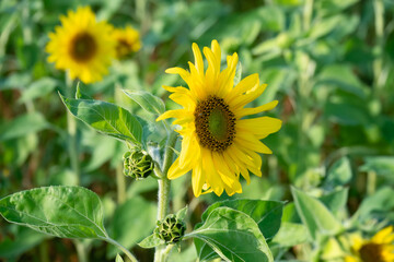 Sunflowers