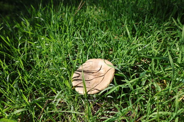 Brown mushroom grass. High quality photo