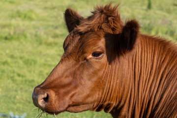 Obraz premium Beef cow