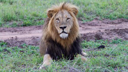 Obraz premium Africa's Heartbeat: The Lion in All Its Majestic Splendor
