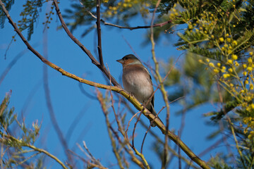 chaffinch (Fringilla coelebs) sitting on an acacia branch