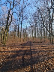 der Pl&auml;nterwald in Berlin Treptow - Wintersaison, ohne Schnee
