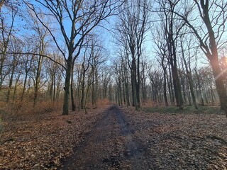 der Plänterwald in Berlin Treptow - Wintersaison, ohne Schnee