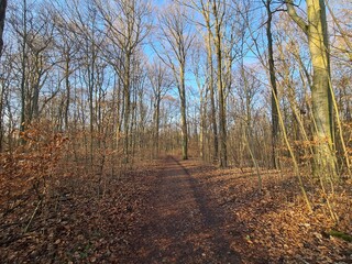 der Plänterwald in Berlin Treptow - Wintersaison, ohne Schnee