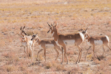 Pronghorn Antelope Buck and Does in the Utah Desert
