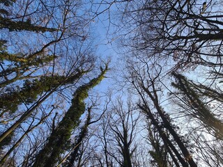 Baumlandschaft im Plänterwald in Berlin Treptow