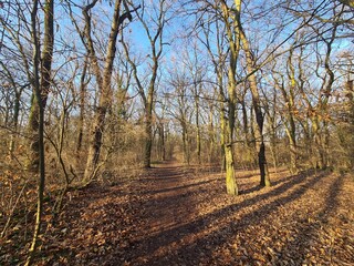 der wundervolle Plänterwald in Berlin Treptow an einem sonnigen Wintertag