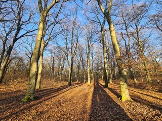 der wundervolle Plänterwald in Berlin Treptow an einem sonnigen Wintertag