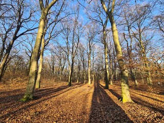 der wundervolle Plänterwald in Berlin Treptow an einem sonnigen Wintertag