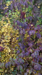 colorful autumn foliage in the park