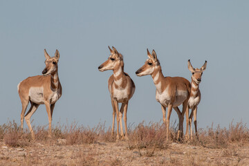Pronghorn Antelope Does in the Utah Desert
