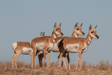 Pronghorn Antelope Does in the Utah Desert