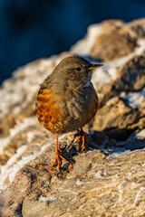 Alpenbraunelle - Prunella collaris - Alpine accentor