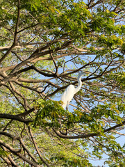 White crane bird