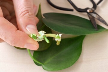 Extreme closeup of person hand holding philodendron plant cuttings to be propagated, showing nodes © Julia