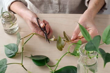 Closeup woman's hands cutting a stem of philodendron plant for propagation