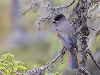 Siberian jay