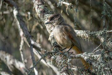 Siberian jay